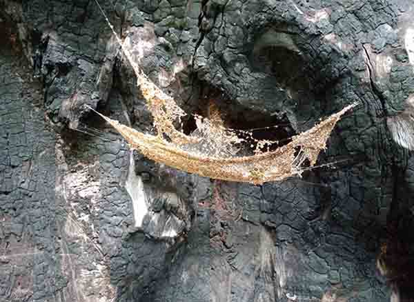 Fil Görünümlü Ağaç